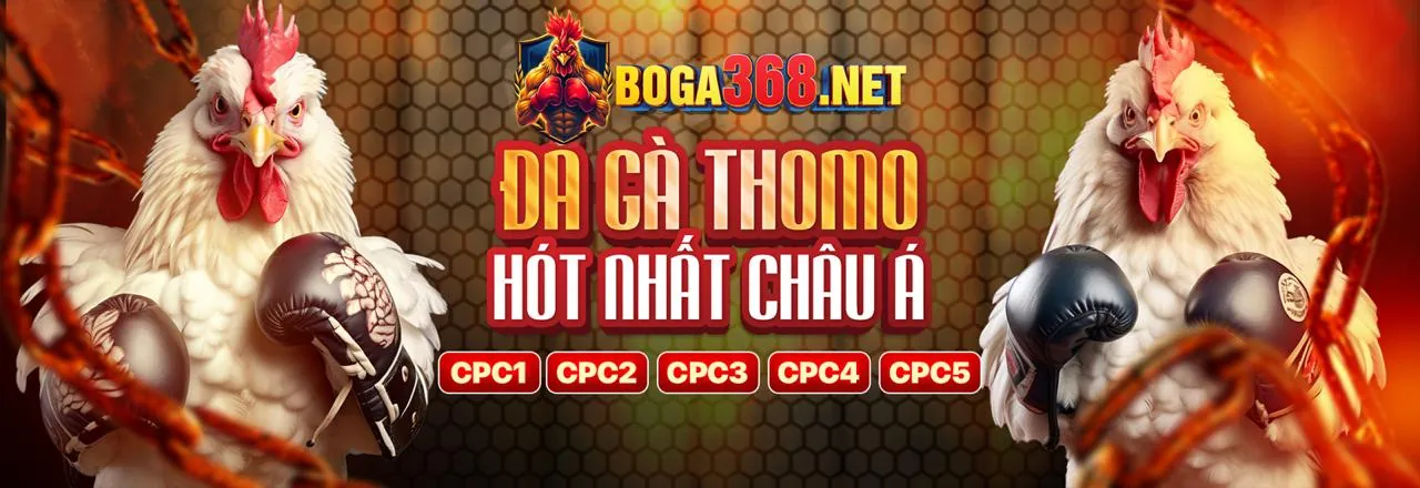 Sân đấu đá gà trực tiếp Trường 67 với không khí sôi động và người chơi đặt cược